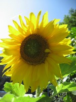 /album/fotogallerij/a2012-07-26-15-42-09-0277-jpg/